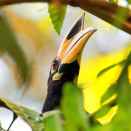 Villa Hutan Datai Datai Bay Dış mekan fotoğraf