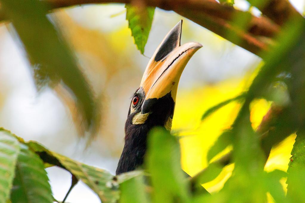 Villa Hutan Datai Datai Bay Dış mekan fotoğraf